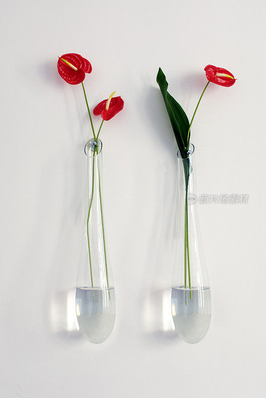 墙上有两个插着红掌花的花瓶，正面