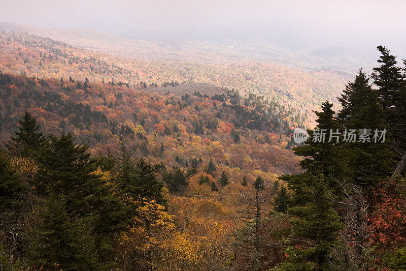 祖父山瀑布树叶