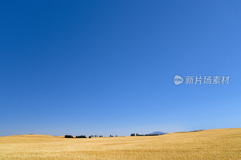 广阔的天空下，成熟的麦田等待收割