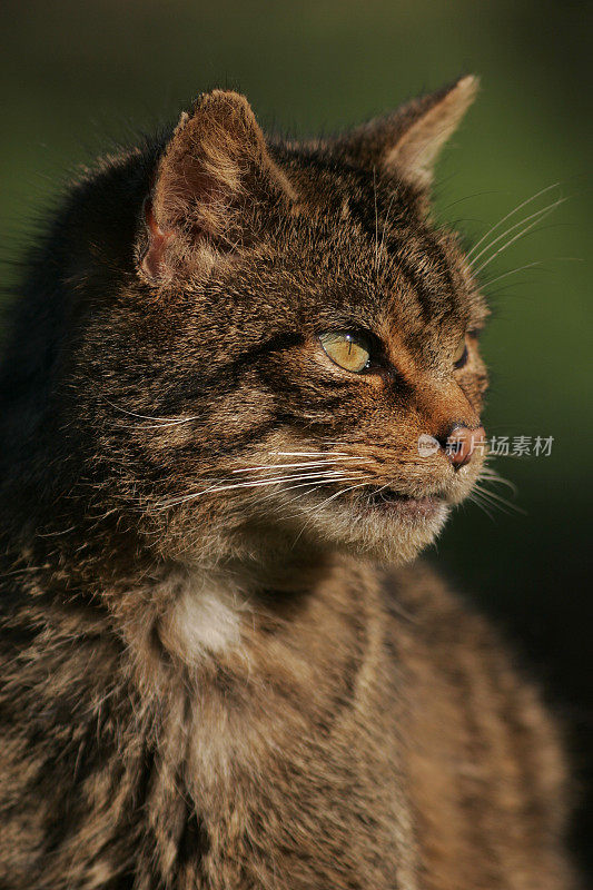 苏格兰野猫