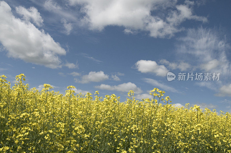 油菜领域