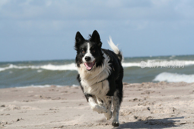 海滩上的快乐边境牧羊犬。