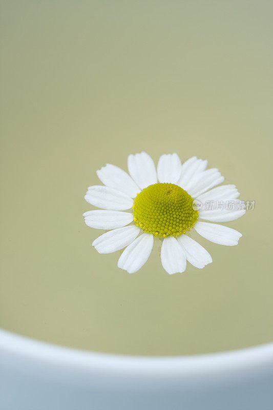 洋甘菊花卉