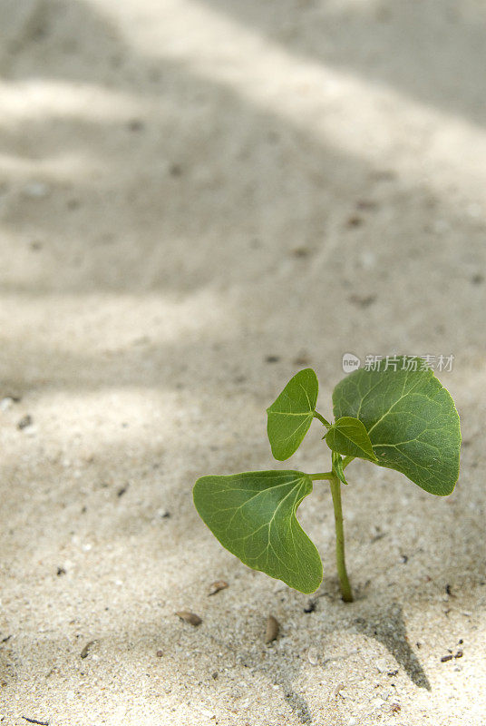 绿色植物生长在沙滩上