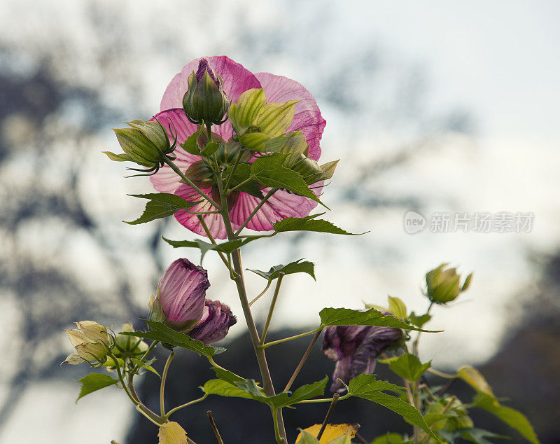 生命周期芙蓉