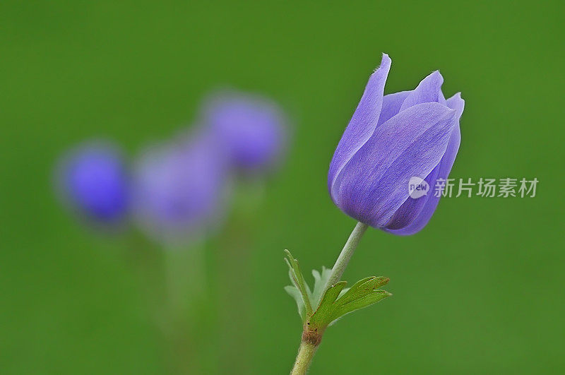 阿内蒙冠状动脉