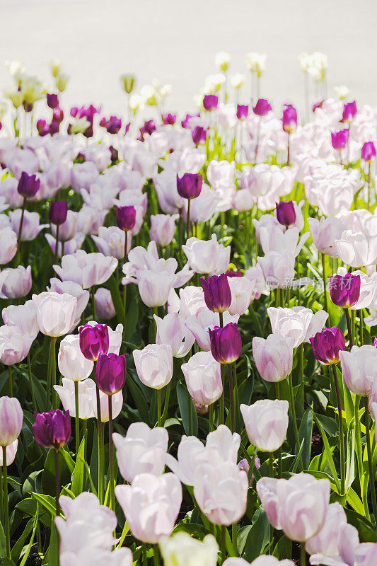 一组背光的紫色和粉红色的郁金香在一个公园。