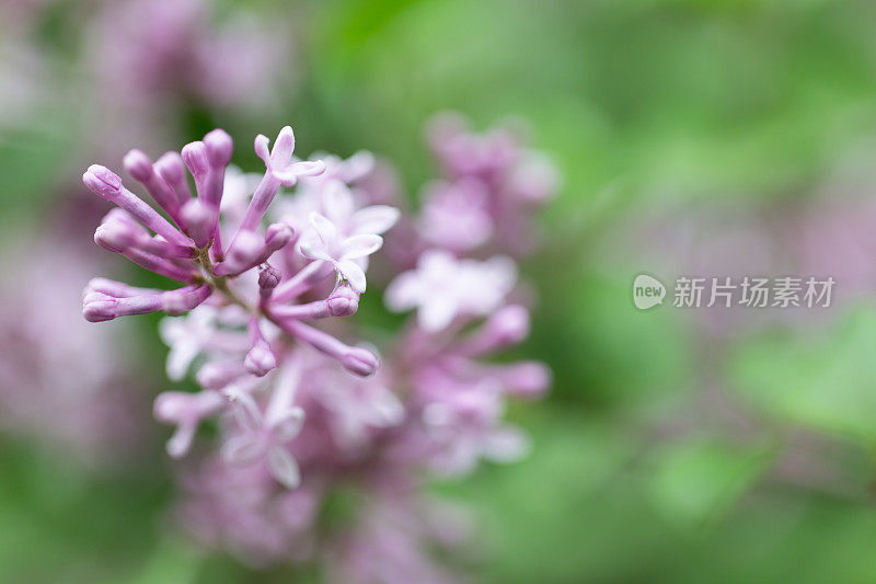 盛开的紫丁香开花