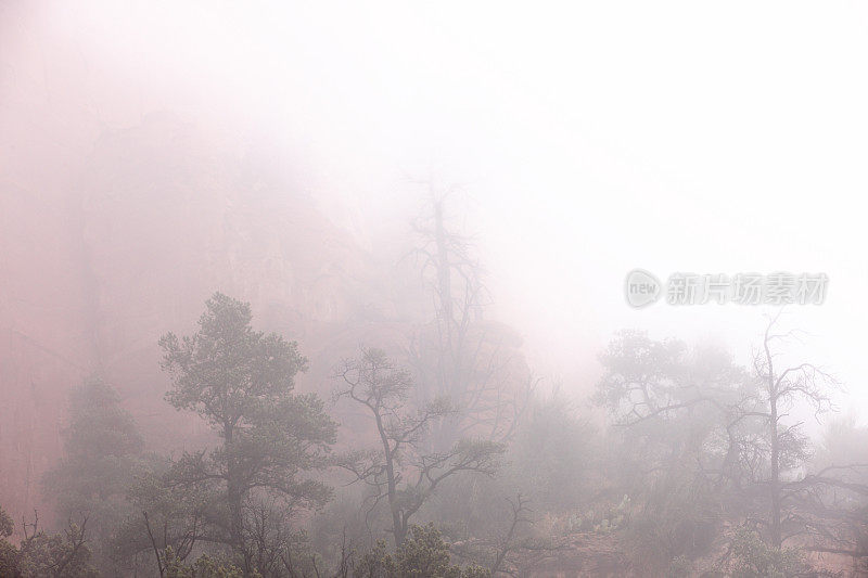 雾峡谷景观树