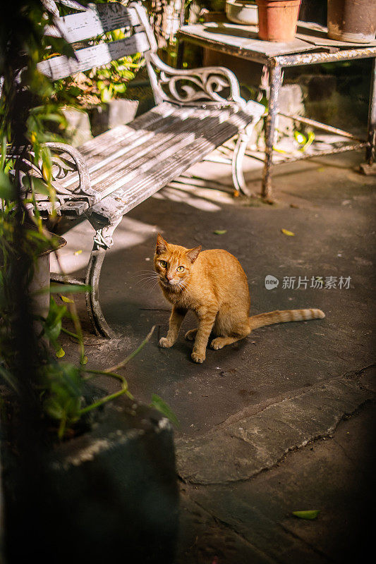 哈瓦那花园中的猫