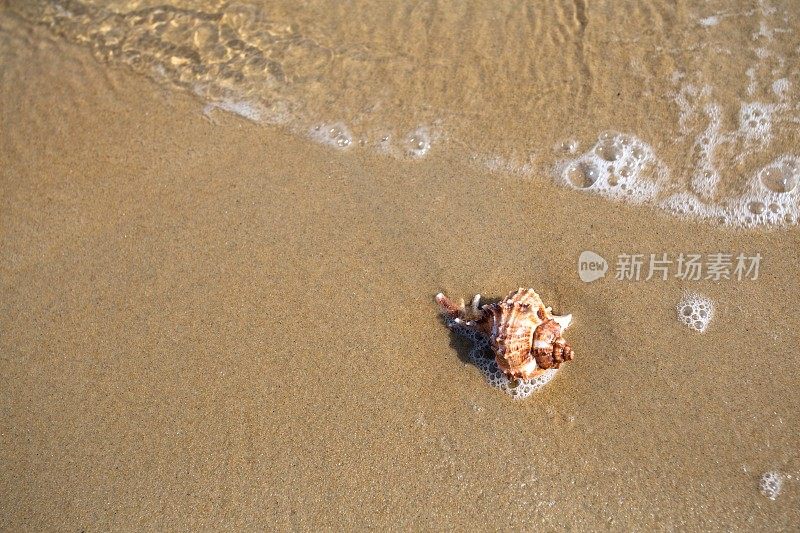 海浪冲刷着海螺