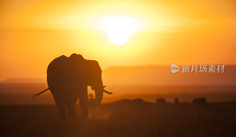 大象在日落时分
