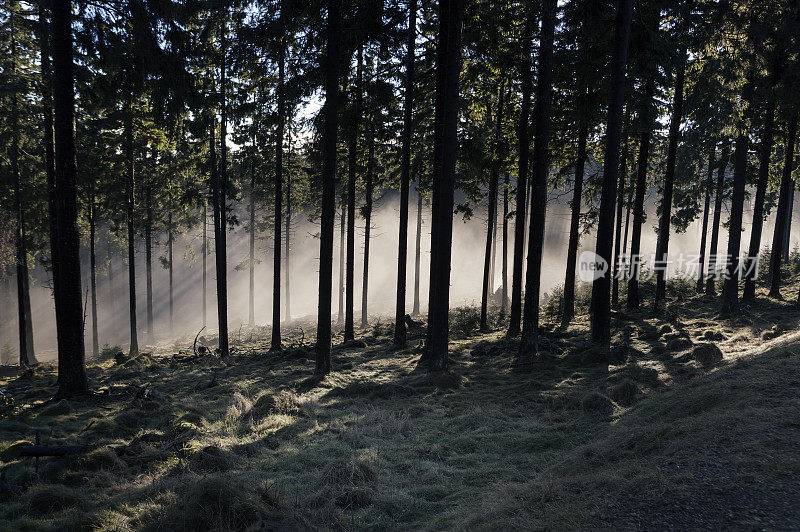 晨雾，森林里的阳光