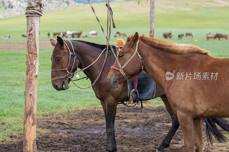 蒙古:拴在高空绳索上的马