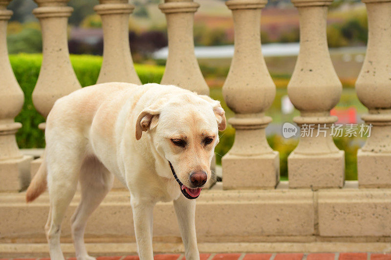 拉布拉多寻回犬