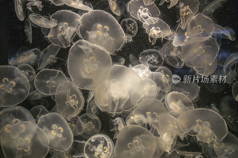 采购产品水母，半透明的，水母，活的动物，海洋，海洋，刺胞动物
