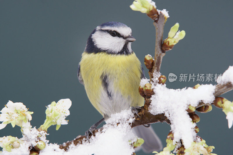 蓝山雀在白雪覆盖的树枝上