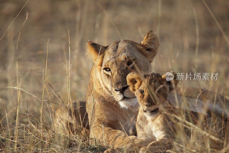 母狮和她的幼崽