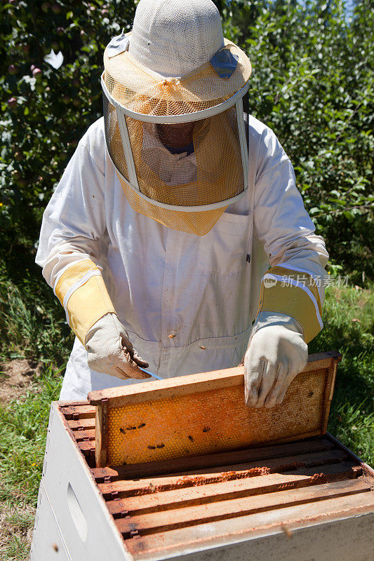 养蜂人在蜂巢