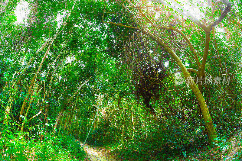 小道穿过热带雨林