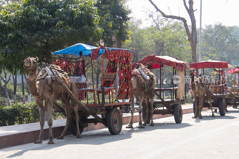 印度的骆驼马车