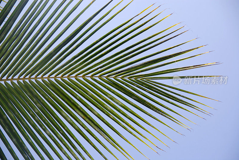 蓝天下的棕榈叶