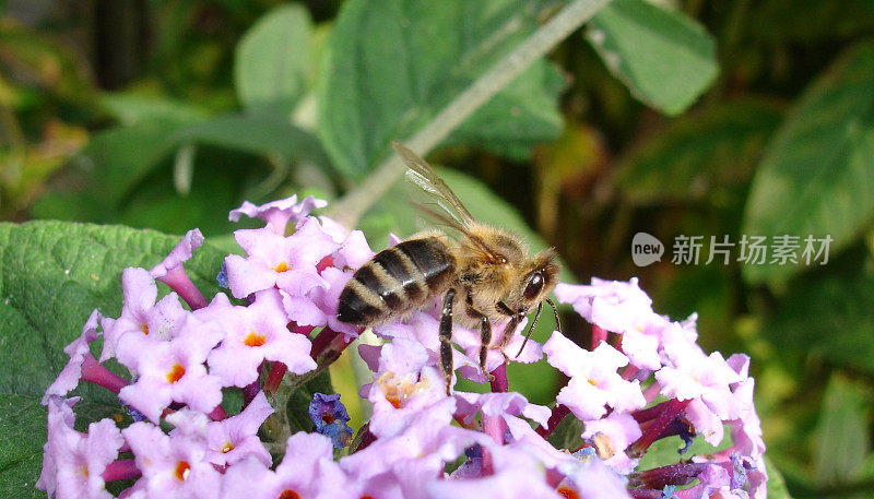 蜜蜂概要