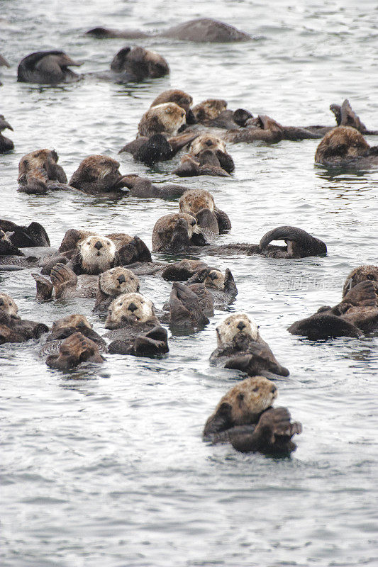 在平静的海水中休息的野生海獭