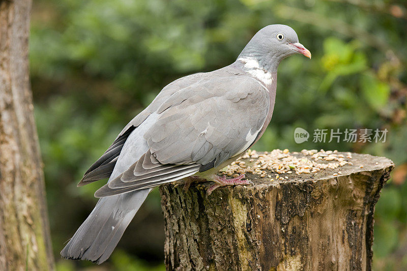 木鸽