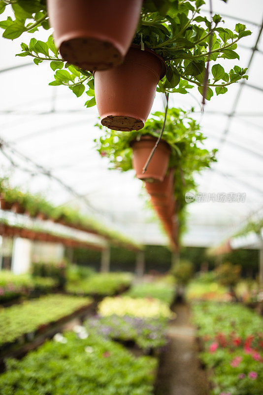 植物苗圃