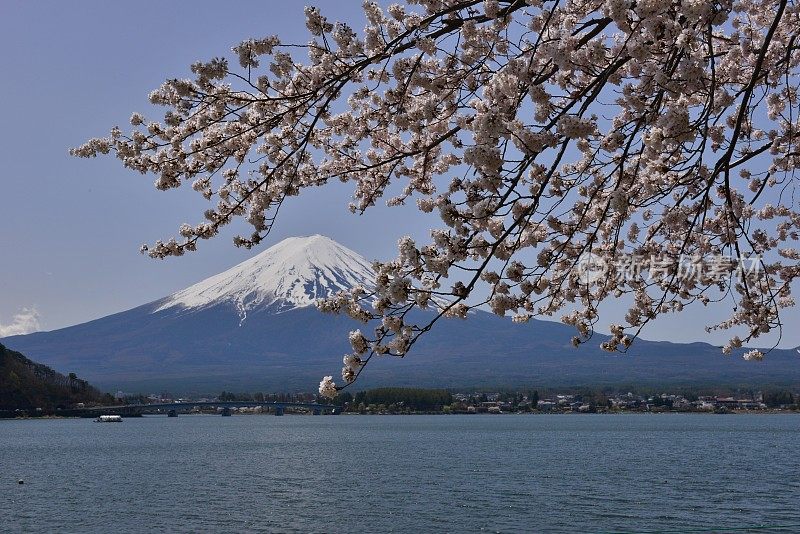 富士山和川口湖的樱花