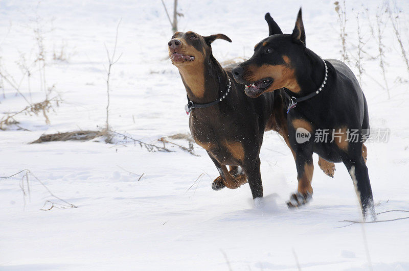 杜宾犬全速奔跑!