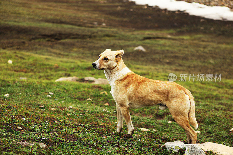 苔原地区的牧羊犬