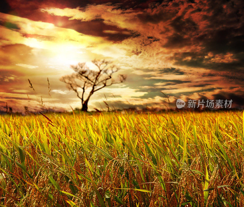 夕阳下金色的稻田