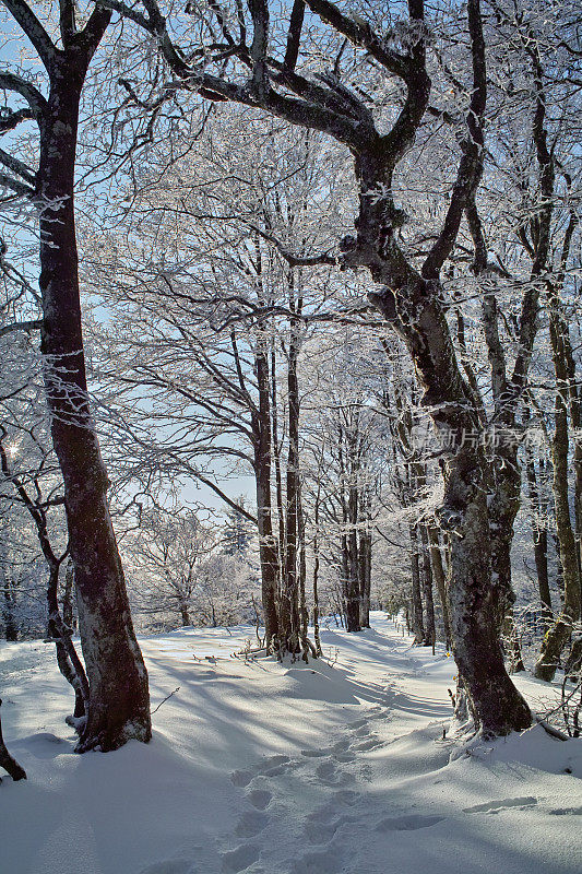 冬天和黑森林的踪迹
