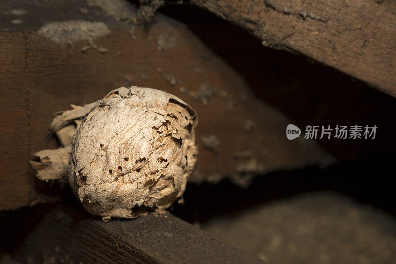 黄蜂巢在一所房子的屋顶空间