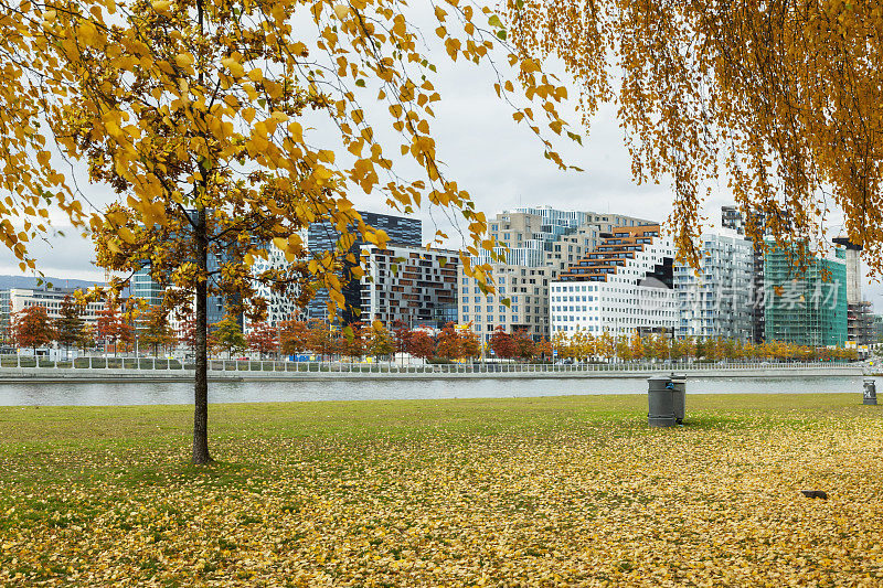 黄桦树沙奥斯陆条码大楼在秋天。