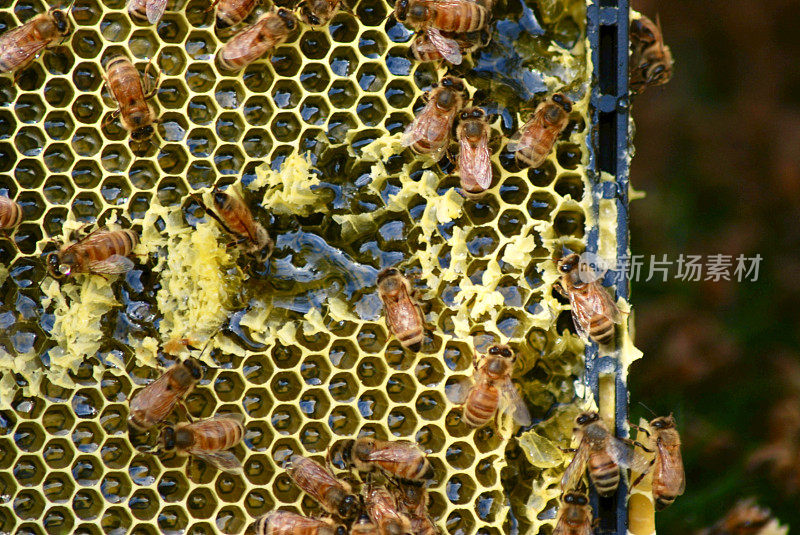 蜂窝和蜂蜜与蜜蜂在一个框架从一个蜂巢