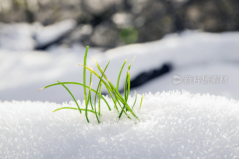 春天的花朵从雪地里冒出来