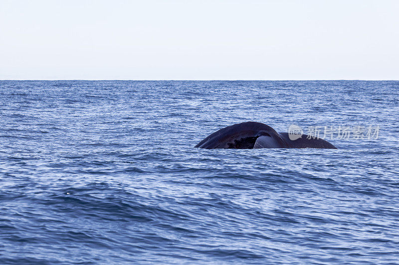 座头鲸在胡沙维克峡湾潜水