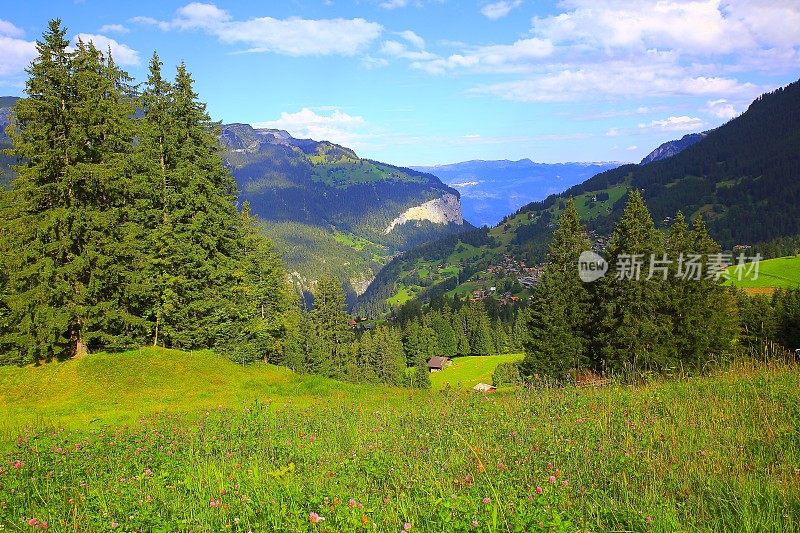 瑞士阿尔卑斯山景观:翁根村，Lauterbrunnen山谷上春天的野花