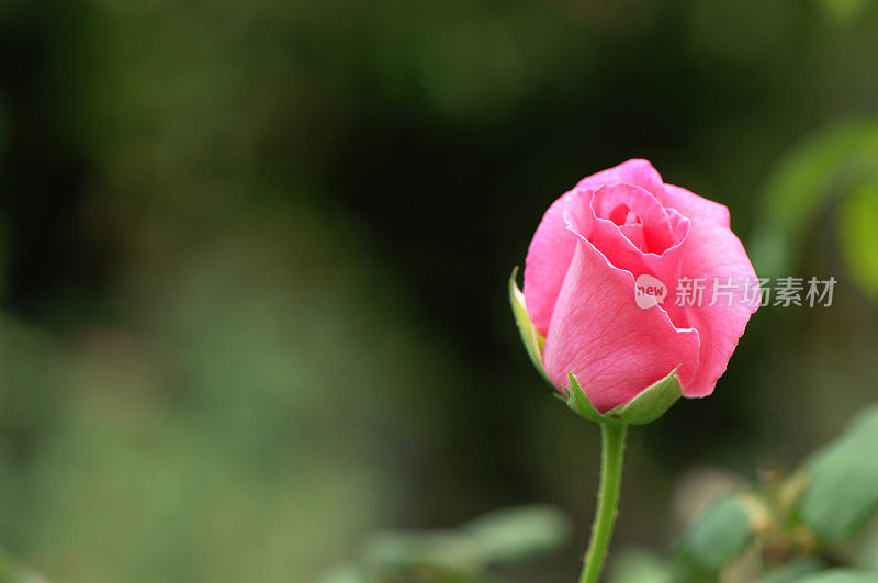 粉红色的玫瑰花蕾