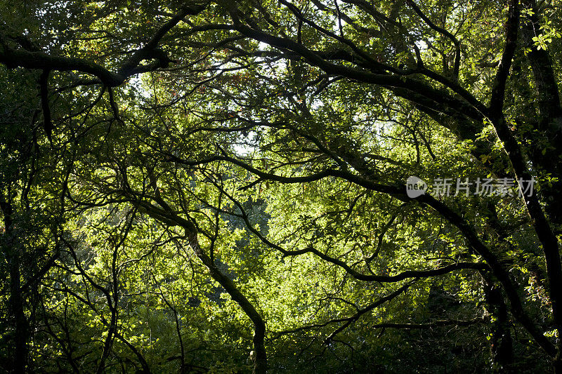 夏季的橡树林。