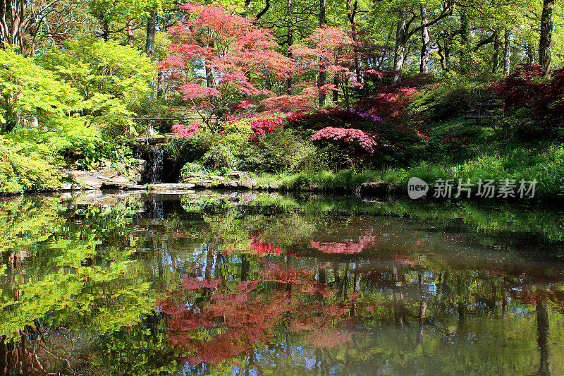 美丽的花园池塘有锦鲤，日本枫树和瀑布