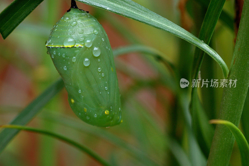 帝王蝶蛹(茧)