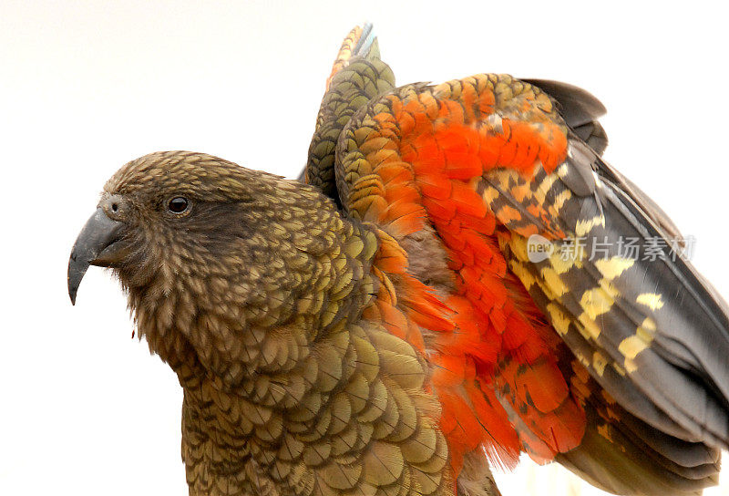 kea