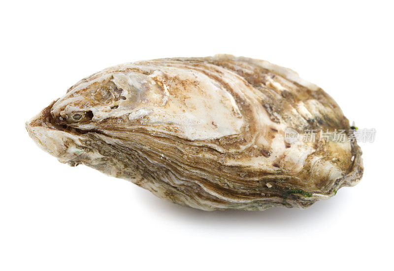 一个封闭的牡蛎壳的特写照片