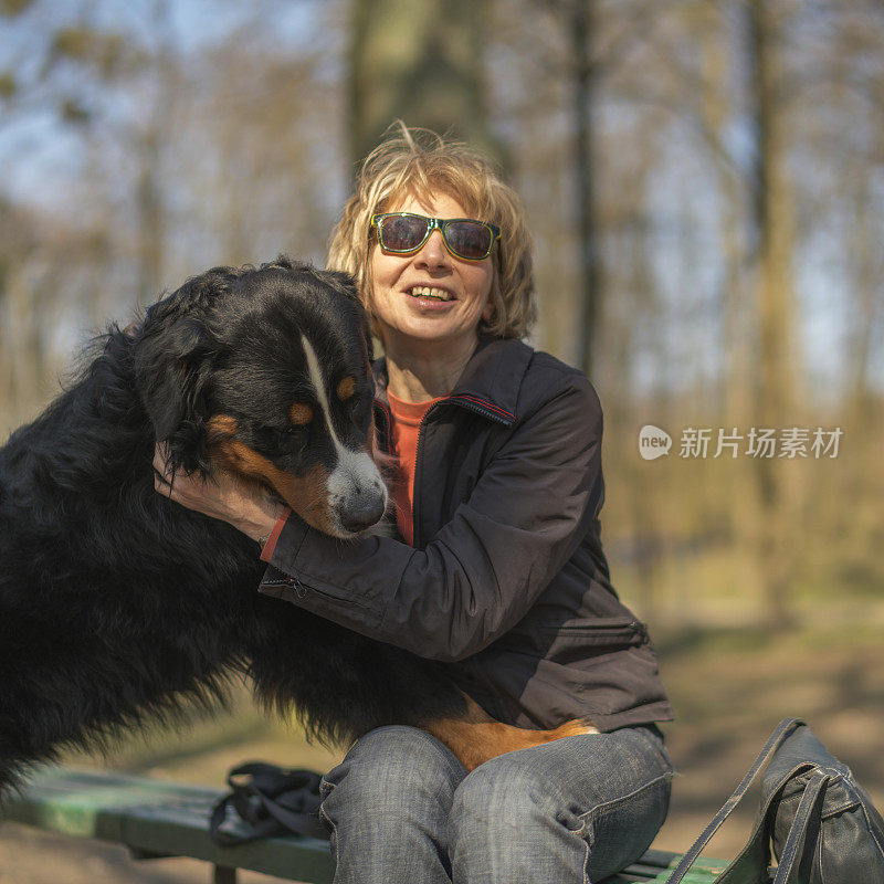 这只大伯尔尼山犬和他的主人，迷人的50岁的成熟女人玩耍，舔着她的脸