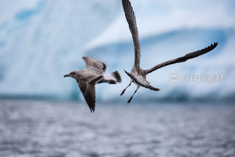 南极洲:达莫角的南极贼鸥