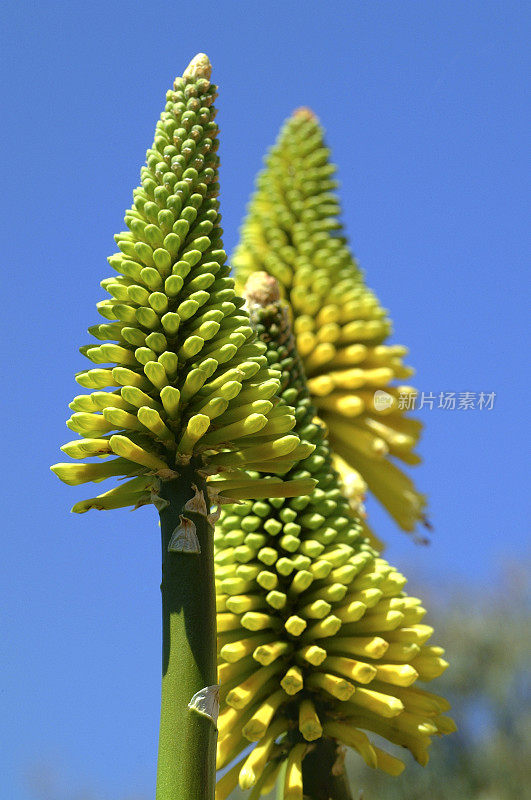 蓝天下的植物特写镜头